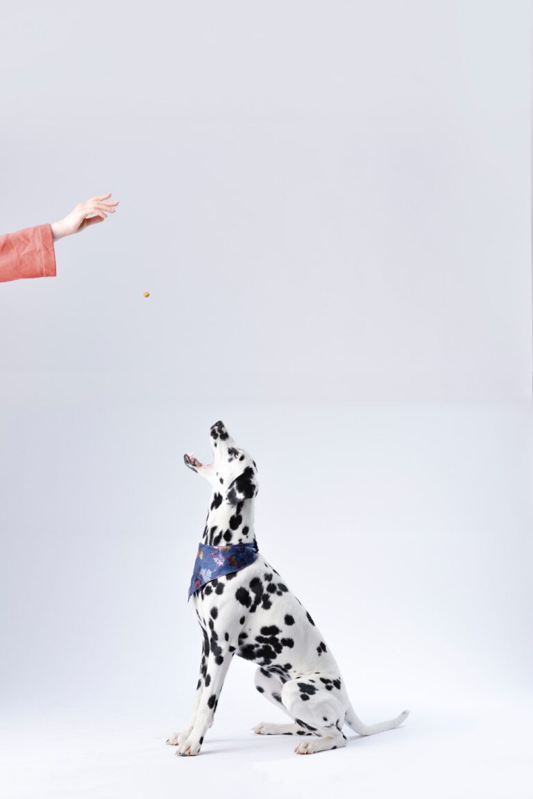 Dalmation sitting for Treat